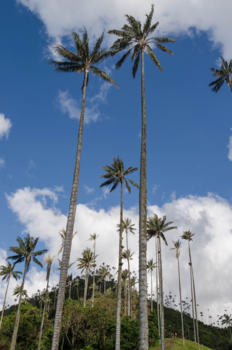 Colombia - Cocora valley