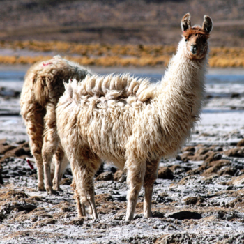 Bolivia - Lama