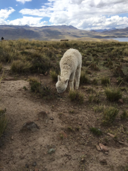 Bolivia