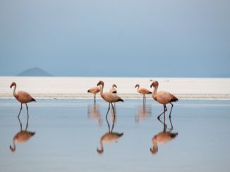 Salar de Uyuni - Flamingo's