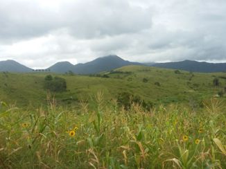 Rio de Janeiro - dal van de vale gier in Rio.