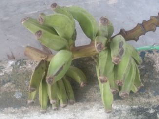 Rio de Janeiro - vers fruit overal