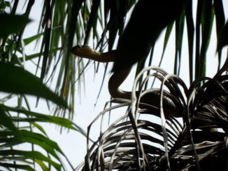 Amazonebekken - Slang gespot!