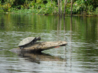 Amazonebekken - Schildpad