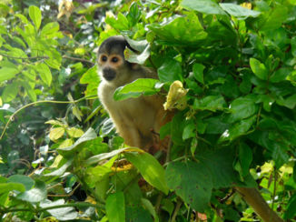 Amazonebekken - Doodshoofdaapje