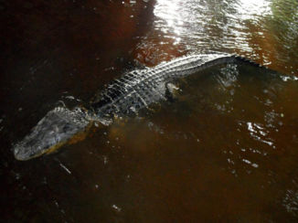 Amazonebekken - Kaaiman Pepe