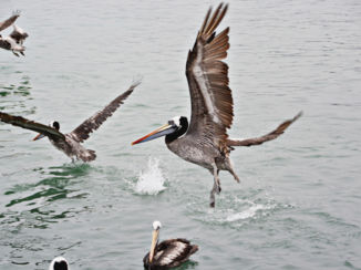 Chili - Pelican