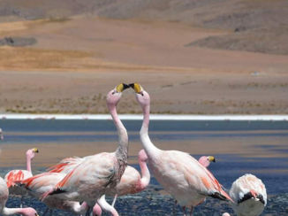 Bolivia - De flamingo's in de lagunas