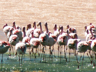 Bolivia - Flamingo's in Laguna Colorada