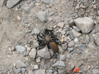 Inca Trail - Sommige dieren hebben de Inca Trail niet overleefd