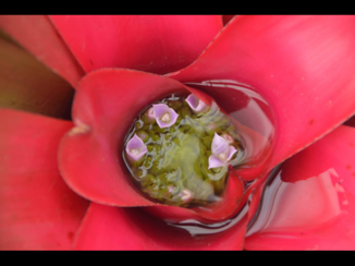 Brazilië - Flowers within a flower