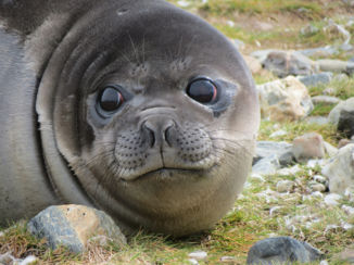 Antarctica - Zeeoliefant