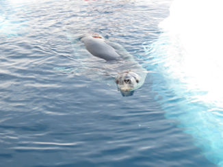 Antarctica - Zeeluipaard