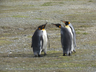 Antarctica - Koningspinguïns