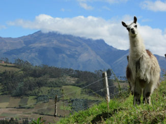 Ecuador - Prince Charming in Otavalo