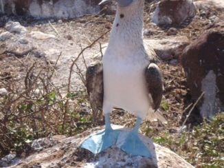 Galápagos eilanden - blue footed booby