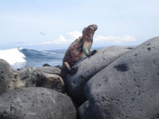 Galápagos eilanden - even zonnen