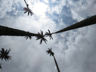Valle de Cocora - Endless sky