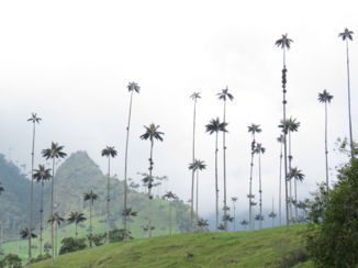 Valle de Cocora - Waxpalms