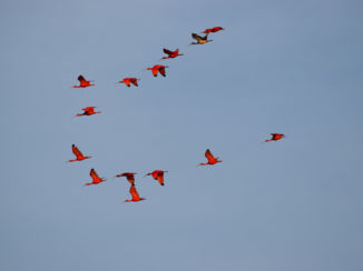 Bigi Pan - Rode Ibissen