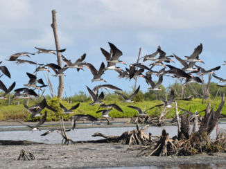 Bigi Pan - Schaarbekken