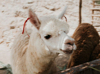 Peru - Como se lama?