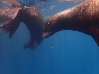 Galápagos eilanden - Galapagos sealions