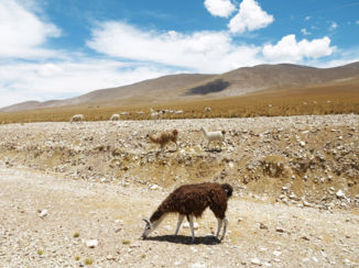Laguna Colorada - Lama's op deze hoogtes