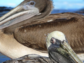 Galápagos eilanden - Bruine pelikanen