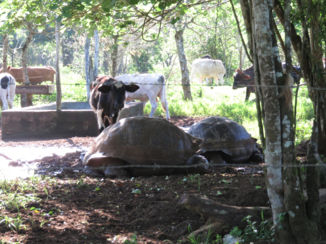 Galápagos eilanden - Galapagos schildpad