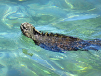 Galápagos eilanden - Zeeleguaan