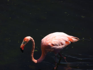 Galápagos eilanden - Cubaanse flamingo