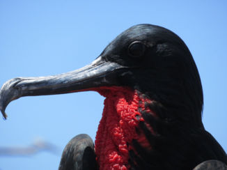 Galápagos eilanden - Fragat