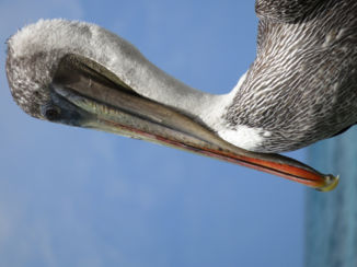 Galápagos eilanden - Bruine pelikanen