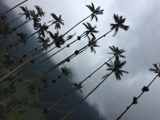 Valle de Cocora - Misty palmtrees