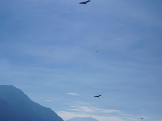 Colca Canyon - Condors in Colca Canyon