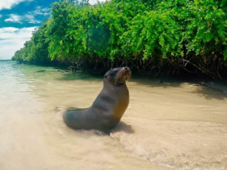 Galápagos eilanden - Zeeleeuw