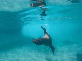 Galápagos eilanden - Zeeleeuw spelen