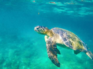 Galápagos eilanden - Schildpad