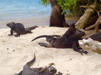 Galápagos eilanden - Strand