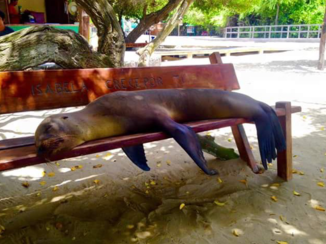 Galápagos eilanden - Bank bezet