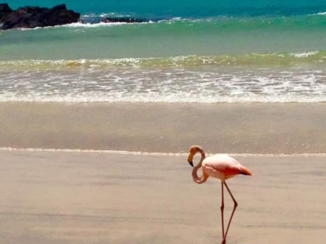 Galápagos eilanden - Flamingo