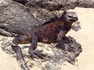 Galápagos eilanden - Leguaan