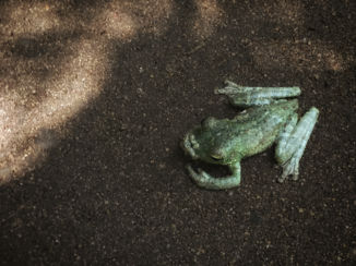 Iguaçu Falls - Kikker