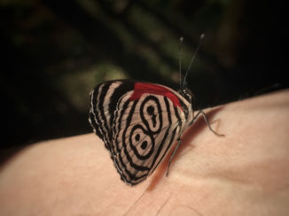 Iguaçu Falls - number 80