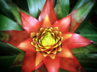 Iguaçu Falls - Bloemenpracht