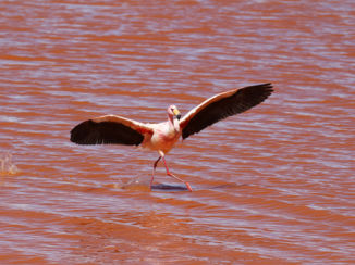 Laguna Colorada - Een dansende flamingo