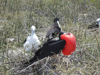 Galápagos eilanden - Fregat vogel,op liefdespad