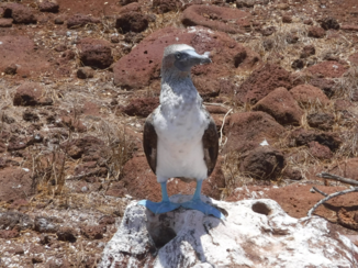 Galápagos eilanden - Een soort van Blue Suedes Shoes
