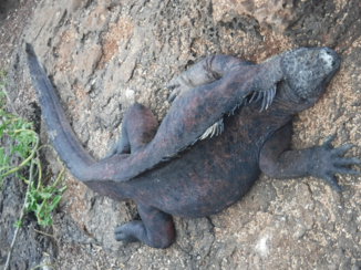 Galápagos eilanden - Jakkes wat mooi, Iguana